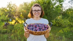 POČINJE PRELEPA MANIFESTACIJA U Osečini se održava 19. Sajam šljiva, degustacija pekmeza i rakije