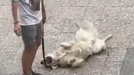 OVAJ PAS JE LEGENDA Kad god neće da ide kući on uradi ovo (VIDEO)