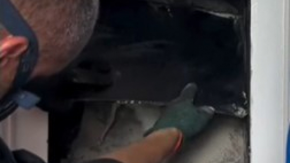 ŽENA POZVALA ODŽAČARA JER JE PRONAŠLA PERJE U KAMINU Kada je ugledao pomahnitalu pticu, zaledila mu se krv u žilama!