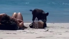 DIVLJA ZVER SNIMLJENA NA PLAŽI Par se sunčao, samo je dojurila! PRESTRAVLJENI SU POBEGLI GLAVOM BEZ OBZIRA (VIDEO)