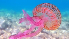 ŠTA RADITI KADA OPEČE MEDUZA? Ožareno mesto poprskajte ovim, bol i peckanje će brzo proći