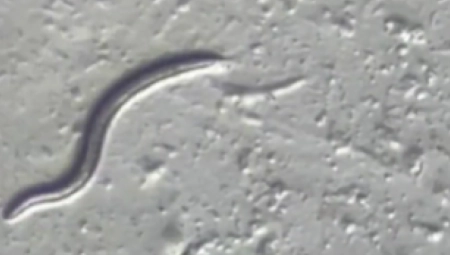 NEVEROVATNO OTKRIĆE NAUČNIKA Pronađen crv koji je zamrznut pre 46.000 godina (VIDEO)