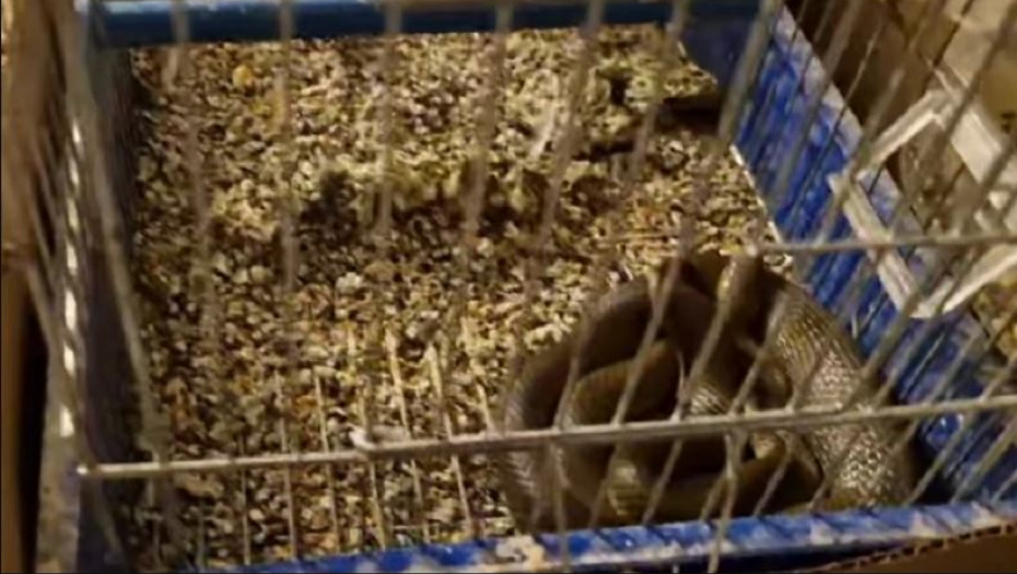JEZIVA SCENA U KUĆI SRPSKE PORODICE Zmija im pojela ljubimca, pa se sklupčala u kavez (VIDEO)