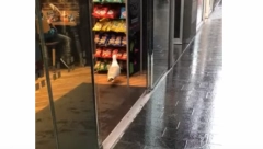 OSOBLJE PRODAVNICE ZABRANILO ULAZ GALEBU, RAZLOG JE BIZARAN! Godinama ih POTKRADAO, ovako su ga raskrinkali! (VIDEO)