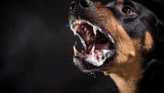 ROTVAJLER IZUJEDAO DEČAKA (5) PO CELOM TELU Majka ga otrgla iz čeljusti zveri, strava i užas u Bevanji