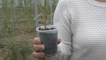 KO ULOŽI U OVU BILJKU, VRAĆA PARE VEĆ OD PRVOG RODA Košta 50 evra po kilogramu - sa 10 ari ostane i do 20.000 evra!