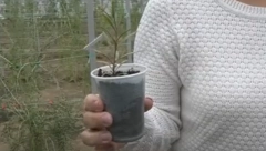 KO ULOŽI U OVU BILJKU, VRAĆA PARE VEĆ OD PRVOG RODA Košta 50 evra po kilogramu - sa 10 ari ostane i do 20.000 evra!