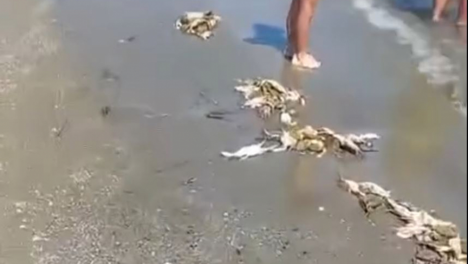 ŠTA SE OVO DEŠAVA NA JADRANU? More izbacuje lešine na plažu (VIDEO)