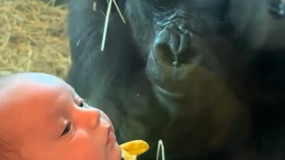 PRIŠLA IM JE, A ONDA... Ogromna GORILA se stvorila ispred mame sa bebom, ljudi u neverici zbog onog što je životinja uradila (VIDEO)