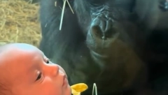 PRIŠLA IM JE, A ONDA... Ogromna GORILA se stvorila ispred mame sa bebom, ljudi u neverici zbog onog što je životinja uradila (VIDEO)