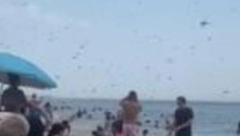 APOKALIPTIČNI PRIZORI SA PLAŽE! Krilati insekti napali turiste - LJUBI VRIŠTALI I BEŽALI U PANICI