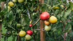 PARADAJZ VAM SPORO SAZREVA Zbog jedne greške kasni, a evo šta uraditi da brže dozri i poboljša ukus