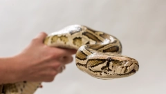 GOLIM RUKAMA UHVATILA ZMIJU DOK SU JE MUŠKARCI UPLAŠENO GLEDALI Bez straha ušla u kancelariju i spakovala je u torbu