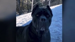 KO PRONAĐE OVOG PSA, DOBIJA 1.000 EVRA! Nestao kane korso u Banatskom Velikom Selu, vlasnik moli za pomoć (FOTO)