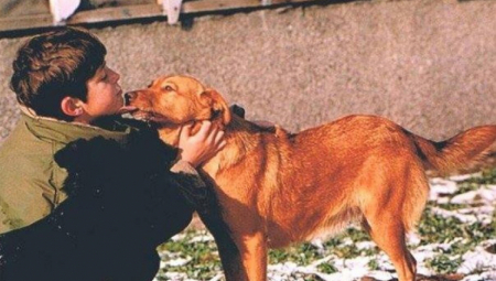 PAS JE PREŠAO 500 KILOMETARA POSLE "OLUJE" DA NAĐE SVOJU PORODICU: Nakon 139 dana, deca su viknula "Mama, došla nam je Dena"