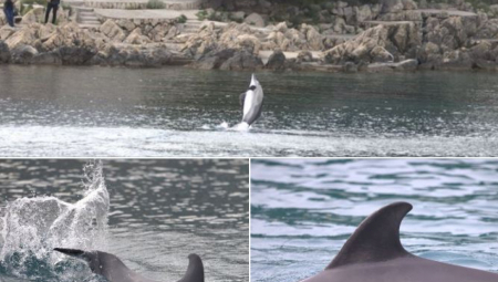 "NE PRILAZITE MU!" Delfin podivljao kod Krka, jako se čudno ponaša, stručnjaci upozorili turiste!