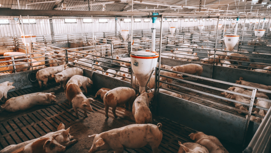 NA SVINJAMA POKRALI MILIONE EVRA Velika akcija hapšenja! Devet ljudi iza rešetaka