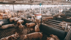 NIKO NE KUPUJE PRASIĆE, IAKO SU NIKAD JEFTINIJI Cene na stočnim pijacama prava bagatela