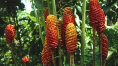 DA USPEVA U SRBIJI, SVAKA KUĆA BI GA UZGAJALA U TONAMA Smanjuje holesterol u krvi, stimuliše rad jetre i ciruklaciju — prepun minerala