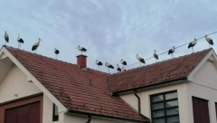 "MAŠALA, ALA ĆE OVDE BITI BEBA" Slika iz okoline Šapca je nešto najlepše što ćete videti danas