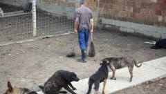 "NASRNUO JE I NA NAS TRI, ŠTA MU ONDA TEK RADI KOD KUĆE?" Iživljavanje nad psom u Zagrebu! Tri devojke pokušače da ga zaustave