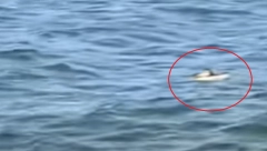 ŽENA SLUČAJNO SNIMILA JEZIV PRIZOR U JEZERU Vlasti se hitno digle na noge, češljaju Iri (VIDEO)