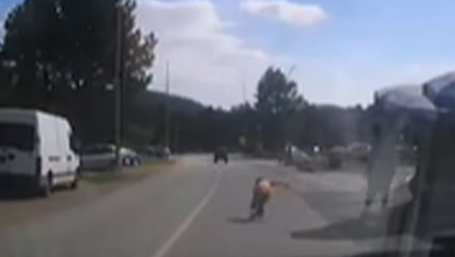 TATA GLEDAO KAKO MU DETE IZLEĆE NA MAGISTRALU! Šok snimak sa Divčibara zapalio mreže, vozač sprečio TRAGEDIJU! (VIDEO)