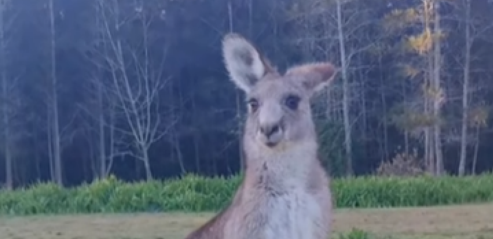 VIC DANA Vratio se Mujo iz Australije, pa ga Haso pita...