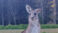 KENGUR POBEGAO IZ ZATVORA Ovako su ga stražali uhvatili (VIDEO)