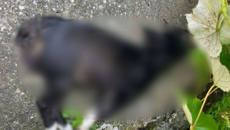 "LEŠEVI OSTAJU LJUDIMA ISPOD PROZORA, TU SE DECA IGRAJU" Nastavlja se horor u Priboju