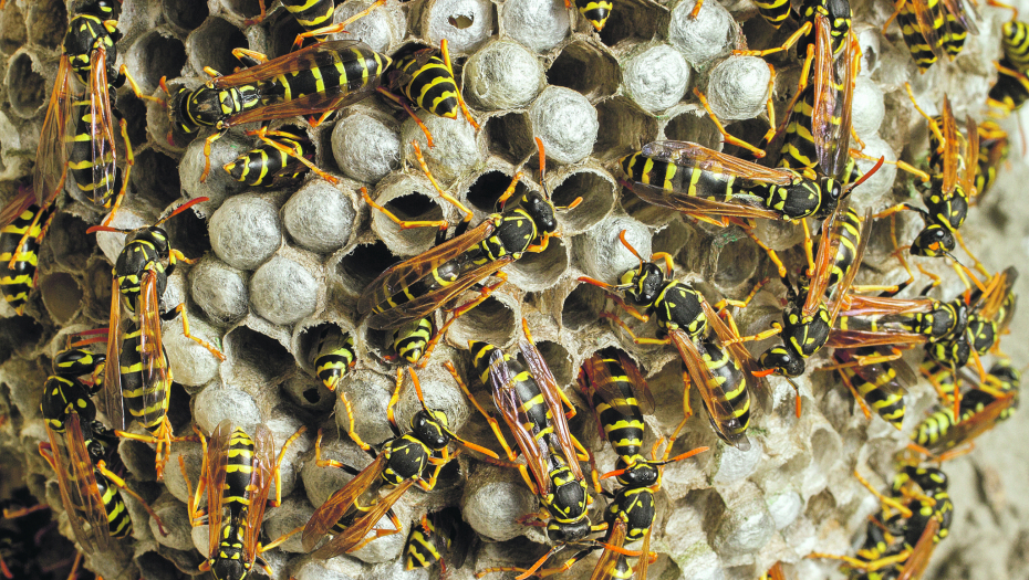 OVE NAMIRNICE RASTERUJU STRŠLJENOVE Evo kako da ih se rešite, a da ne budete u OPASNOSTI: Čuvajte se samo jedne stvari