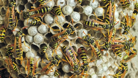 UŽAS KOD UŽICA Stršljenovi ubili dve osobe