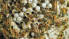 OVE NAMIRNICE RASTERUJU STRŠLJENOVE Evo kako da ih se rešite, a da ne budete u OPASNOSTI: Čuvajte se samo jedne stvari