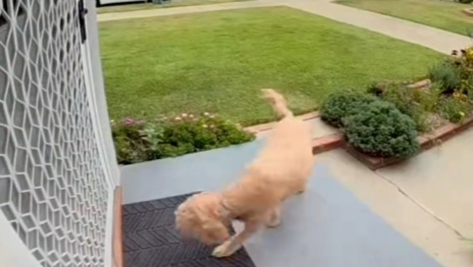 OVAJ PAS JE NEŠTO NAJSLAĐE ŠTO ĆETE VIDETI DANAS Pita pristojno čeka da joj komšinica otvori vrata, njen gest je oduševio milione! (VIDEO)