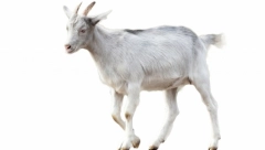 IZDATA HITNA NAREDBA O ZABRANI  Ministarstvo sprovodi mere sprečavanja bolesti