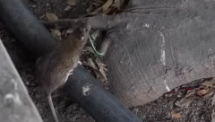 IZMILILI SE PACOVI I ZMIJE ZBOG VRUĆINA Situacija u Rimu je blago rečeno JEZIVA