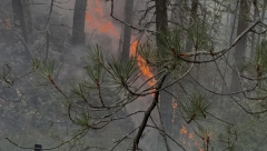 GRMLJAVINE IZAZVALE POŽAR U DALMACIJI! Vatra se razbuktala i približila kućama...
