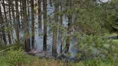 NE PALITE NIŠTA U ŠUMI, MOŽE DOĆI DO VELIKOG POŽARA! Građanima upućen apel!