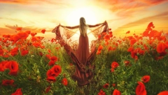 ŠTA SE DESILO SA UZGOJEM MAKA  zašto ga sve manje ima po Vojvodini