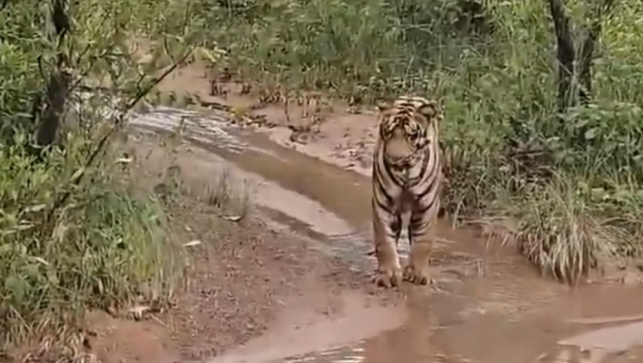 TIGAR NAIŠAO NA OVU NEMAN, PA ZASTAO Kamere zabeležile jeziv susret (VIDEO)