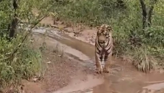 TIGAR NAIŠAO NA OVU NEMAN, PA ZASTAO Kamere zabeležile jeziv susret (VIDEO)