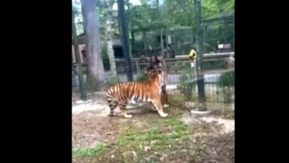ŽENA PRESKOČILA OGRADU I UŠLA MEĐU BENGALSKE TIGROVE: Htela je samo da proba da ih pomazi, policija odmah reagovala (VIDEO)