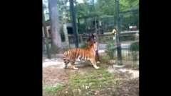 ŽENA PRESKOČILA OGRADU I UŠLA MEĐU BENGALSKE TIGROVE: Htela je samo da proba da ih pomazi, policija odmah reagovala (VIDEO)