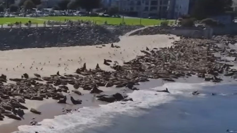 NEOBIČNI POSETIOCI ZAUZELI PLAŽU Do daljeg zabranjeni kupanje i boravak - kazna je drakonska! (VIDEO)