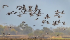 PTIČJI IZMET JE NEKAD BIO VREDAN KAO ZLATO A onda je jedna kap promenila sve