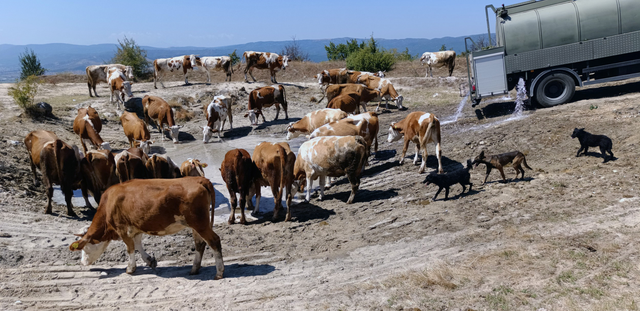 HEROJI, VI STE PONOS SRBIJE! Vojska spasila od sigurne smrti stoku na Staroj planini