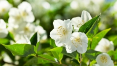 PRAVI STE SREĆNICI AKO IH IMATE U KUĆI Biljke koje smanjuju stres, povoljno utiču na mentalno zdravlje