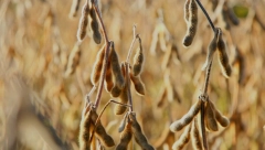 SUŠNA GODINA JE OSTAVILA POSLEDICE I NA ZASADIMA SOJE Manji prinos i pored navodnjavanja