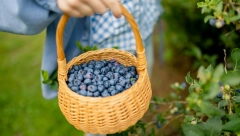 BOROVNICE Eliksir zdravlja za većinu ljudi, ali ako imate ovu bolest bolje da ih preskočite