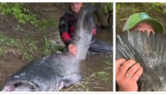 POGLEDAJTE KAKVU "NEMAN" JE OVAJ ČOVEK UPECAO Peraje veliko kao ljudska glava (VIDEO)